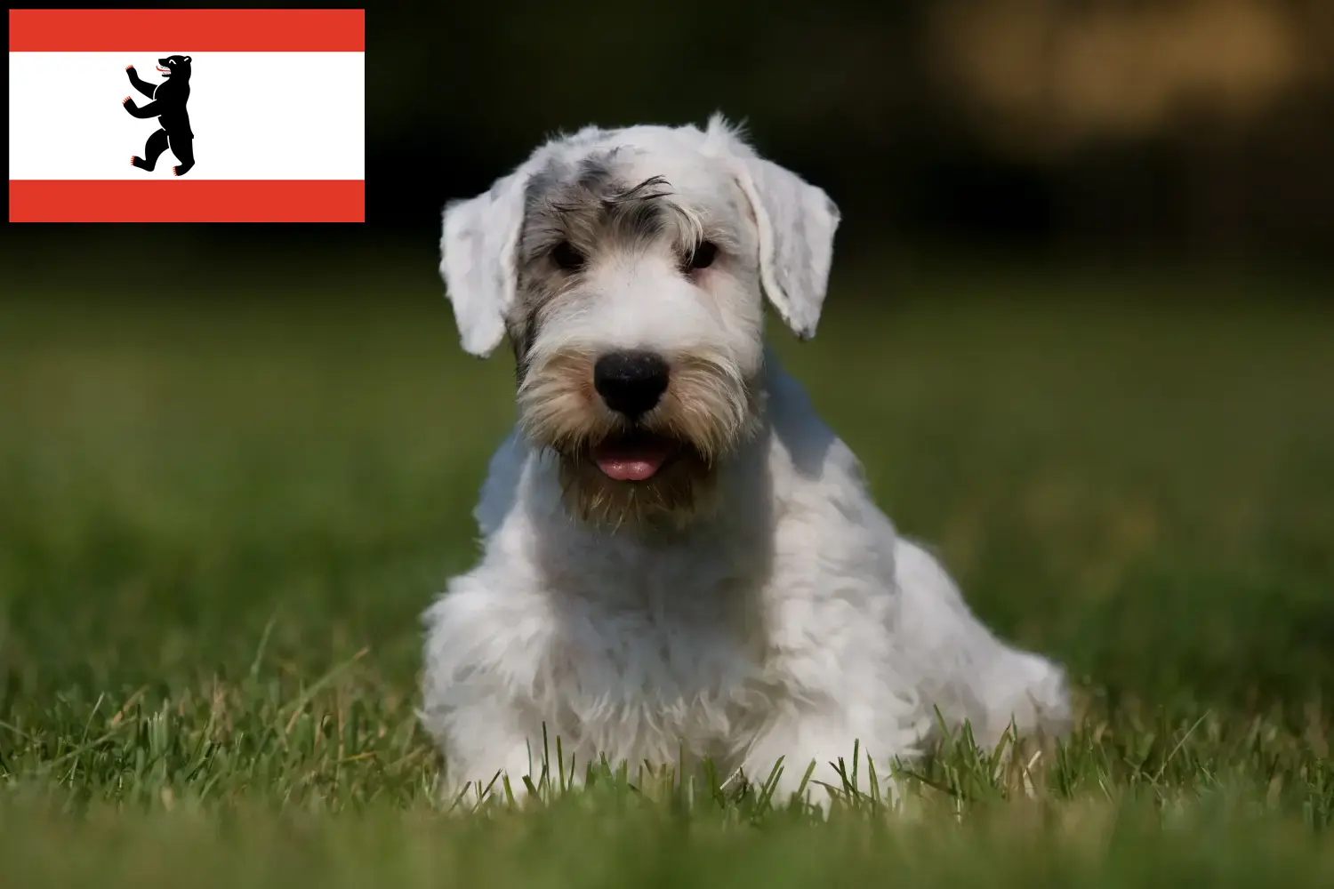 Read more about the article Criadores de Sealyham Terrier e cachorros em Berlim