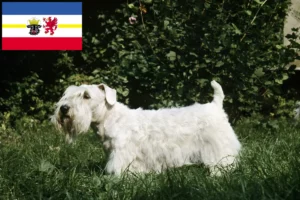 Read more about the article Criadores de Sealyham Terrier e cachorros em Mecklenburg-Vorpommern