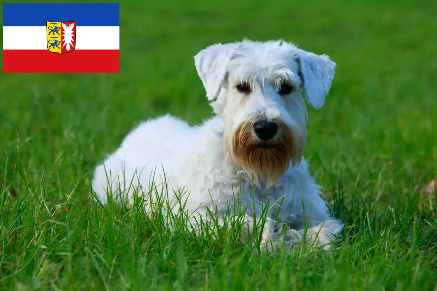 Read more about the article Criadores de Sealyham Terrier e cachorros em Schleswig-Holstein