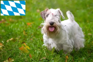 Read more about the article Criadores de Sealyham Terrier e cachorros em Bavaria