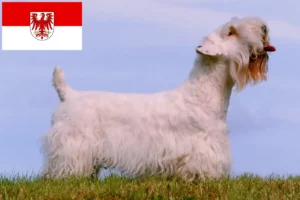 Read more about the article Criadores de Sealyham Terrier e cachorros em Brandenburg
