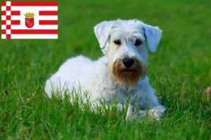 Read more about the article Criadores de Sealyham Terrier e cachorros em Bremen