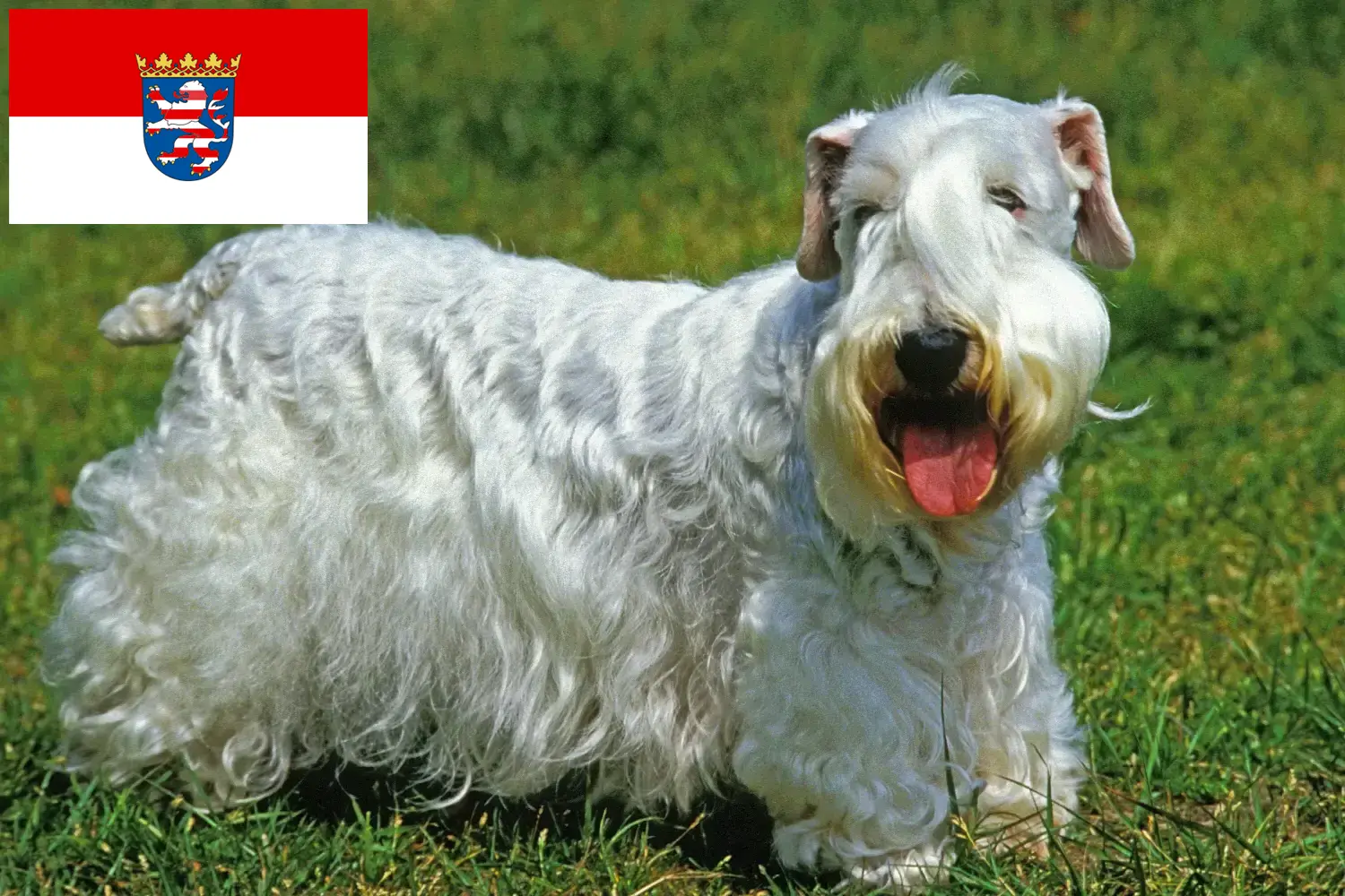 Read more about the article Criadores de Sealyham Terrier e cachorros em Hessen