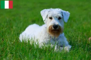 Read more about the article Criadores de Sealyham Terrier e cachorros em Itália