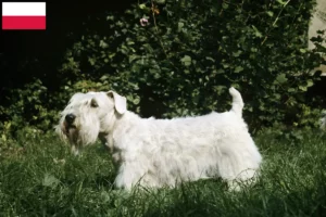 Read more about the article Criadores de Sealyham Terrier e cachorros na Polónia