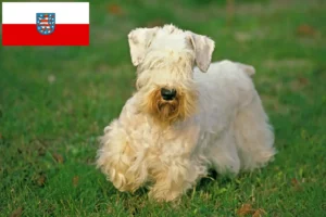 Read more about the article Criadores de Sealyham Terrier e cachorros em Thuringia