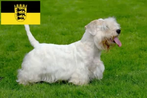 Read more about the article Criadores de Sealyham Terrier e cachorros em Baden-Württemberg