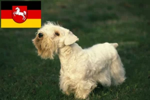 Read more about the article Criadores de Sealyham Terrier e cachorros na Baixa Saxónia