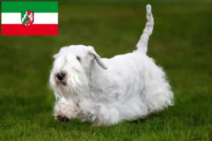 Read more about the article Criadores de Sealyham Terrier e cachorros em Renânia do Norte-Vestefália