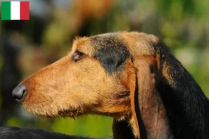 Read more about the article Segugio Italiano criadores e cachorros em Itália