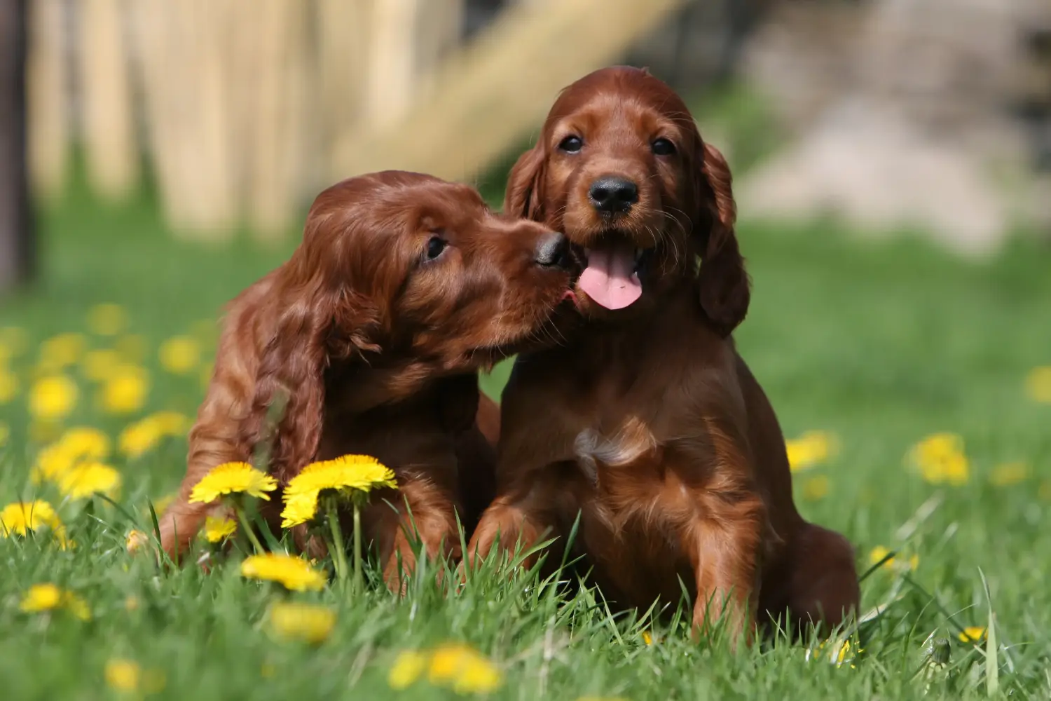 Comprar um cachorro Setter Vermelho Irlandês significa assumir responsabilidades! Comprar cachorros Setter Vermelho Irlandês.