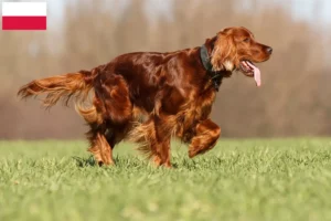 Read more about the article Criadores de Setter Vermelho Irlandês e cachorros na Polónia