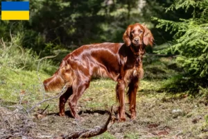Read more about the article Criadores de Setter Vermelho Irlandês e cachorros na Ucrânia