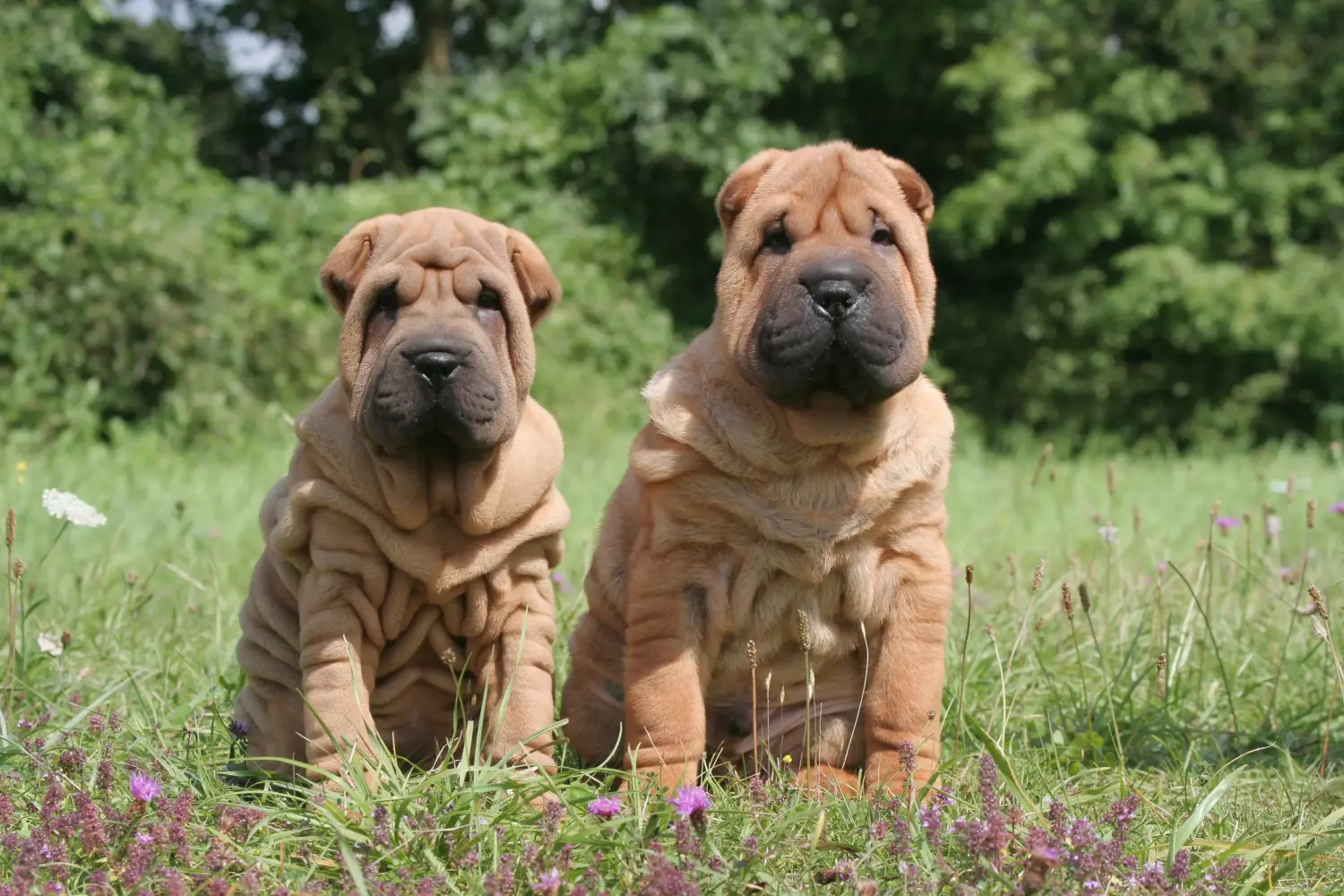Comprar um cachorro Shar-Pei significa assumir responsabilidades! Comprar cachorros Shar-Pei.