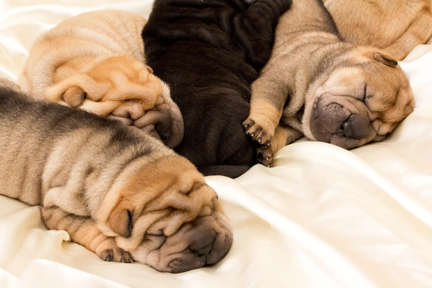 Comprar um cachorro Shar-Pei significa assumir responsabilidades! Comprar cachorros Shar-Pei.