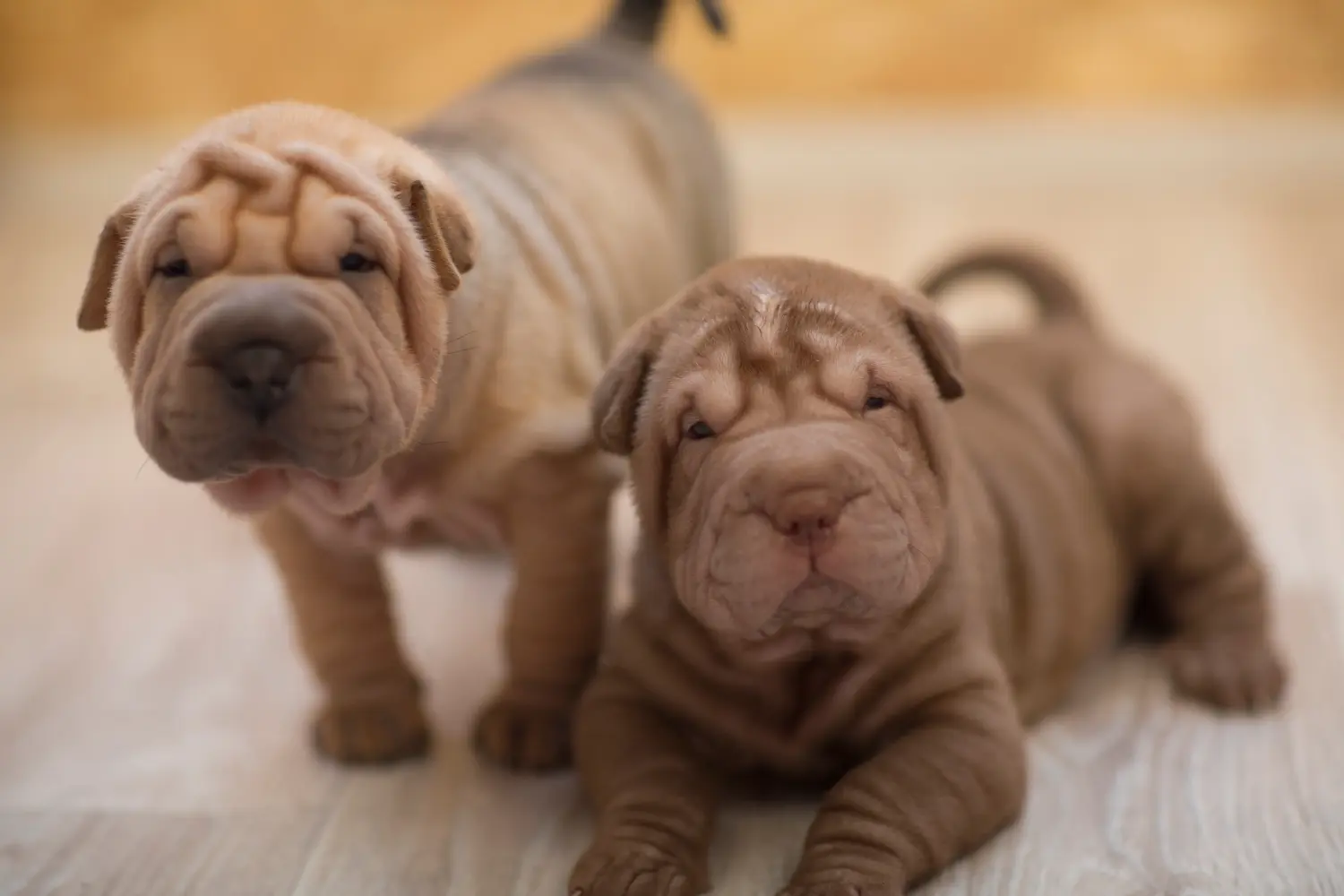 Comprar um cachorro Shar-Pei significa assumir responsabilidades! Comprar cachorros Shar-Pei.