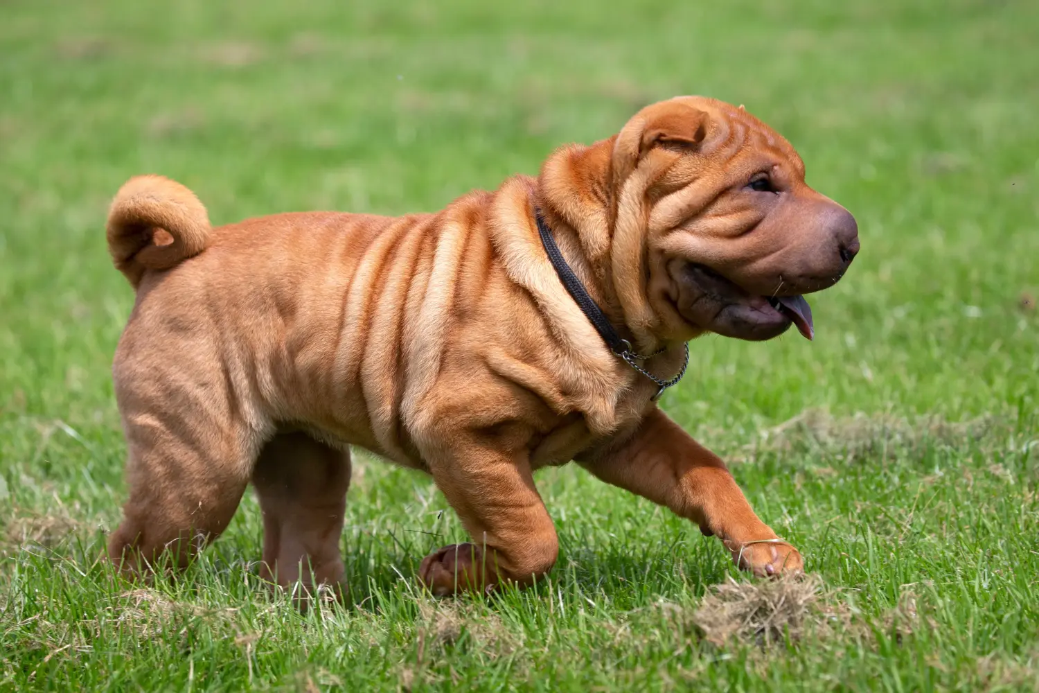 Comprar um cachorro Shar-Pei significa assumir responsabilidades! Comprar cachorros Shar-Pei.