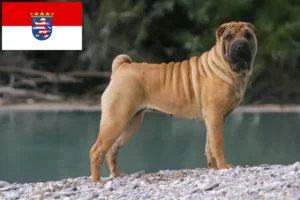 Read more about the article Criadores de Shar-Pei e cachorros em Hessen