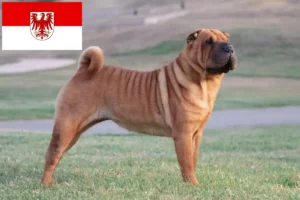 Read more about the article Criadores de Shar-Pei e cachorros em Brandenburg