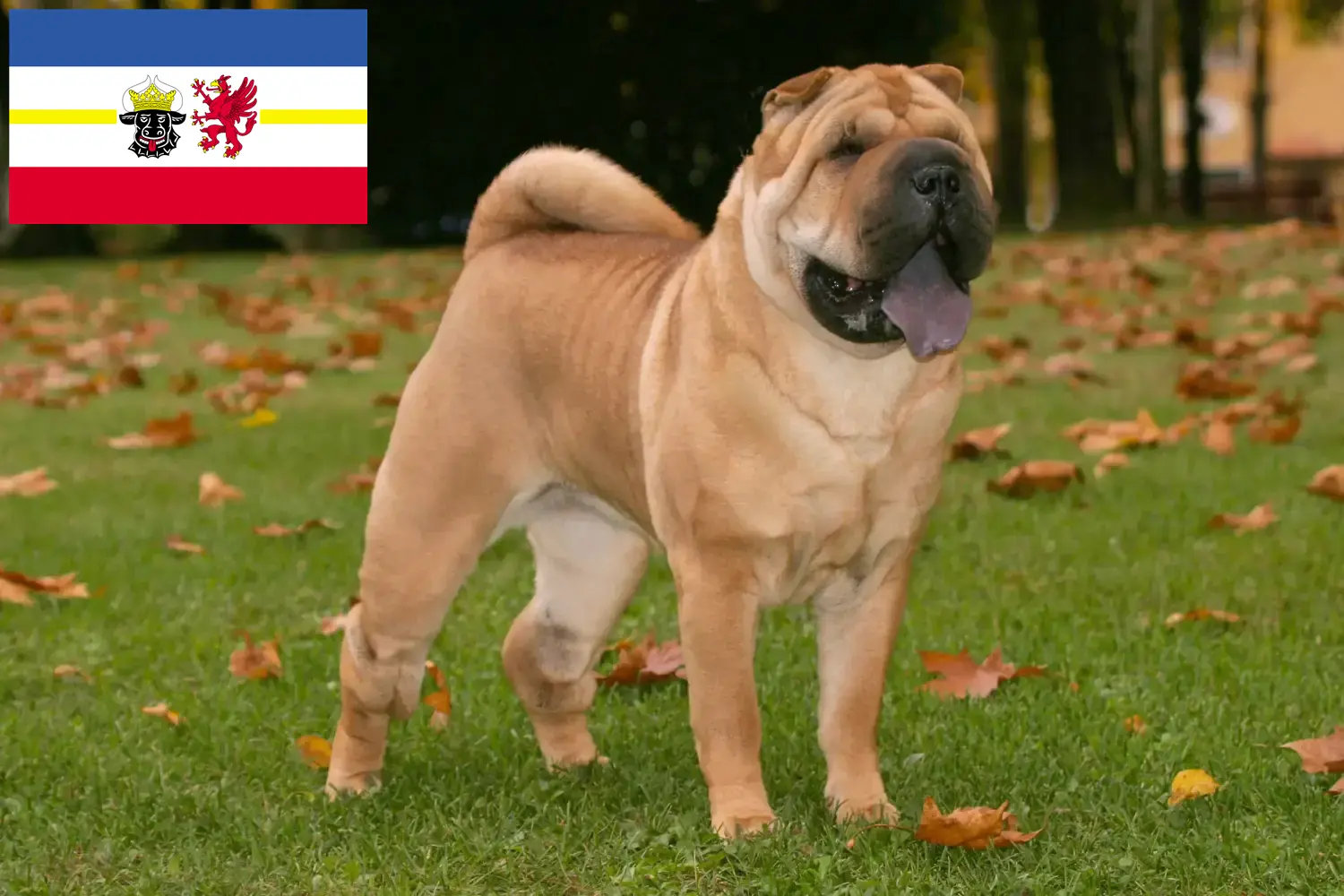 Shar-Pei cachorros e criadores Mecklenburg-Vorpommern Aqui pode encontrar criadores de Shar-Pei em Mecklenburg-Vorpommern.