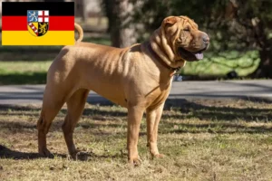 Read more about the article Criadores de Shar-Pei e cachorros em Saarland