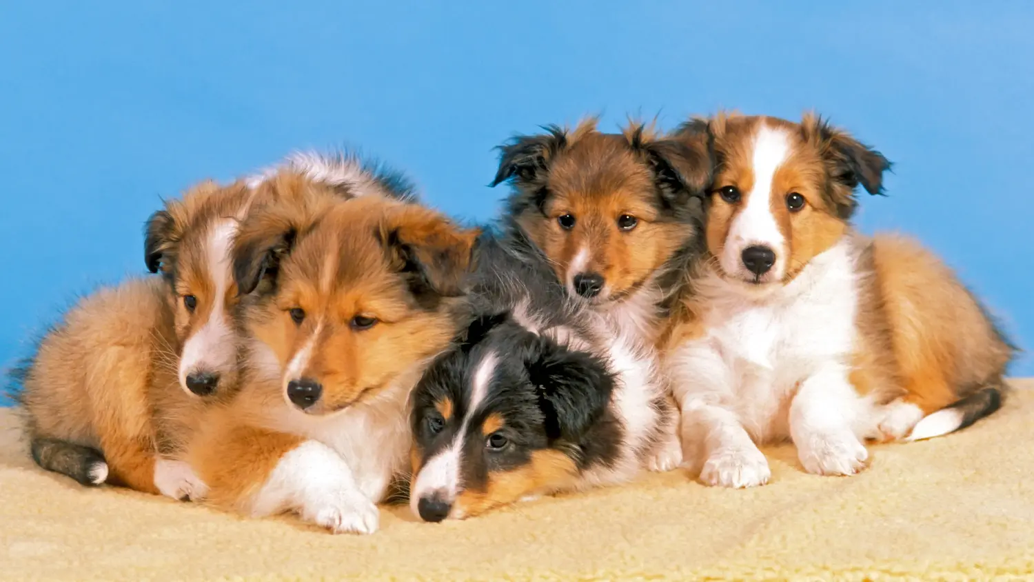 Comprar um cachorro Sheltie significa assumir a responsabilidade! Comprar cachorros Sheltie.