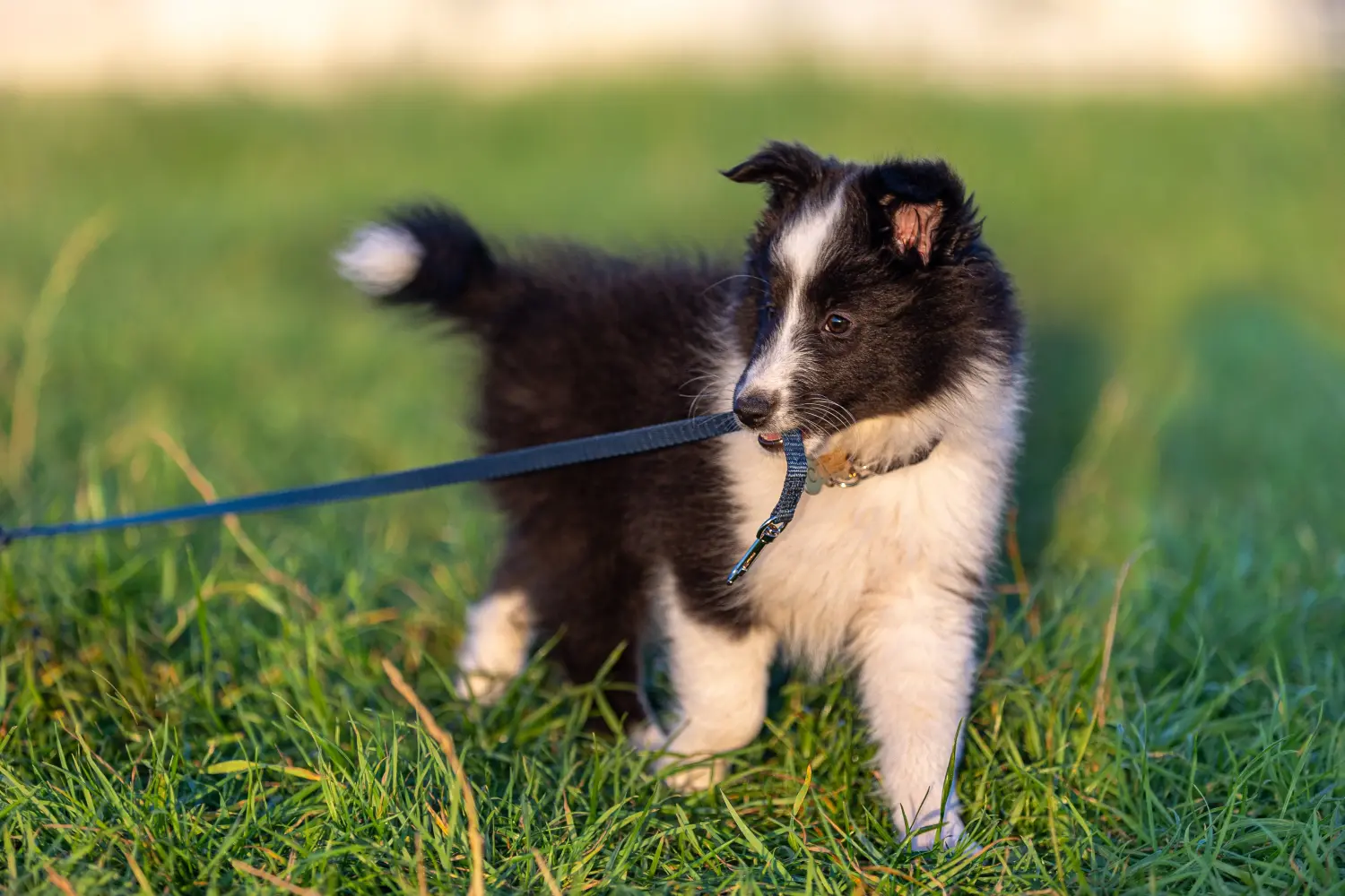 Comprar um cachorro Sheltie significa assumir a responsabilidade! Comprar cachorros Sheltie.