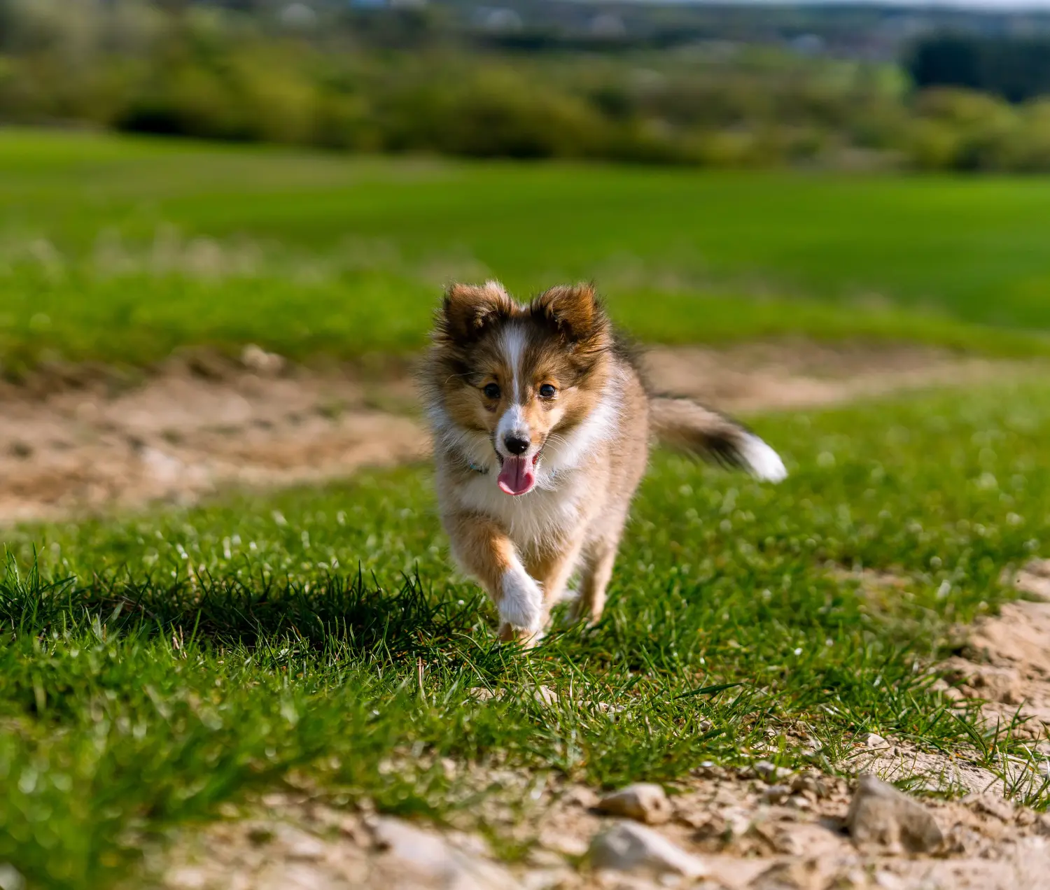 Comprar um cachorro Sheltie significa assumir a responsabilidade! Comprar cachorros Sheltie.