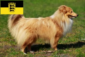 Read more about the article Criadores de Sheltie e cachorros em Baden-Württemberg