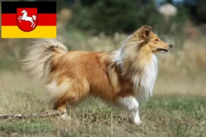 Read more about the article Criadores de Sheltie e cachorros na Baixa Saxónia