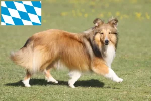 Read more about the article Criadores de Sheltie e cachorros na Baviera