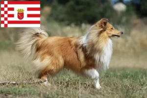 Read more about the article Criadores de Sheltie e cachorros em Bremen