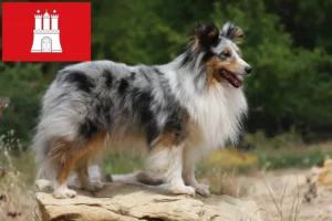 Read more about the article Criadores de Sheltie e cachorros em Hamburgo