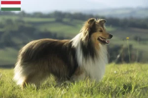 Read more about the article Criadores de Sheltie e cachorros na Hungria