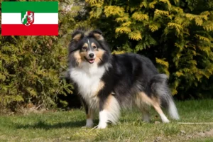 Read more about the article Criadores de Sheltie e cachorros na Renânia do Norte-Vestefália