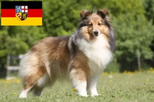 Read more about the article Criadores de Sheltie e cachorros em Saarland