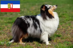 Read more about the article Criadores de Sheltie e cachorros em Schleswig-Holstein