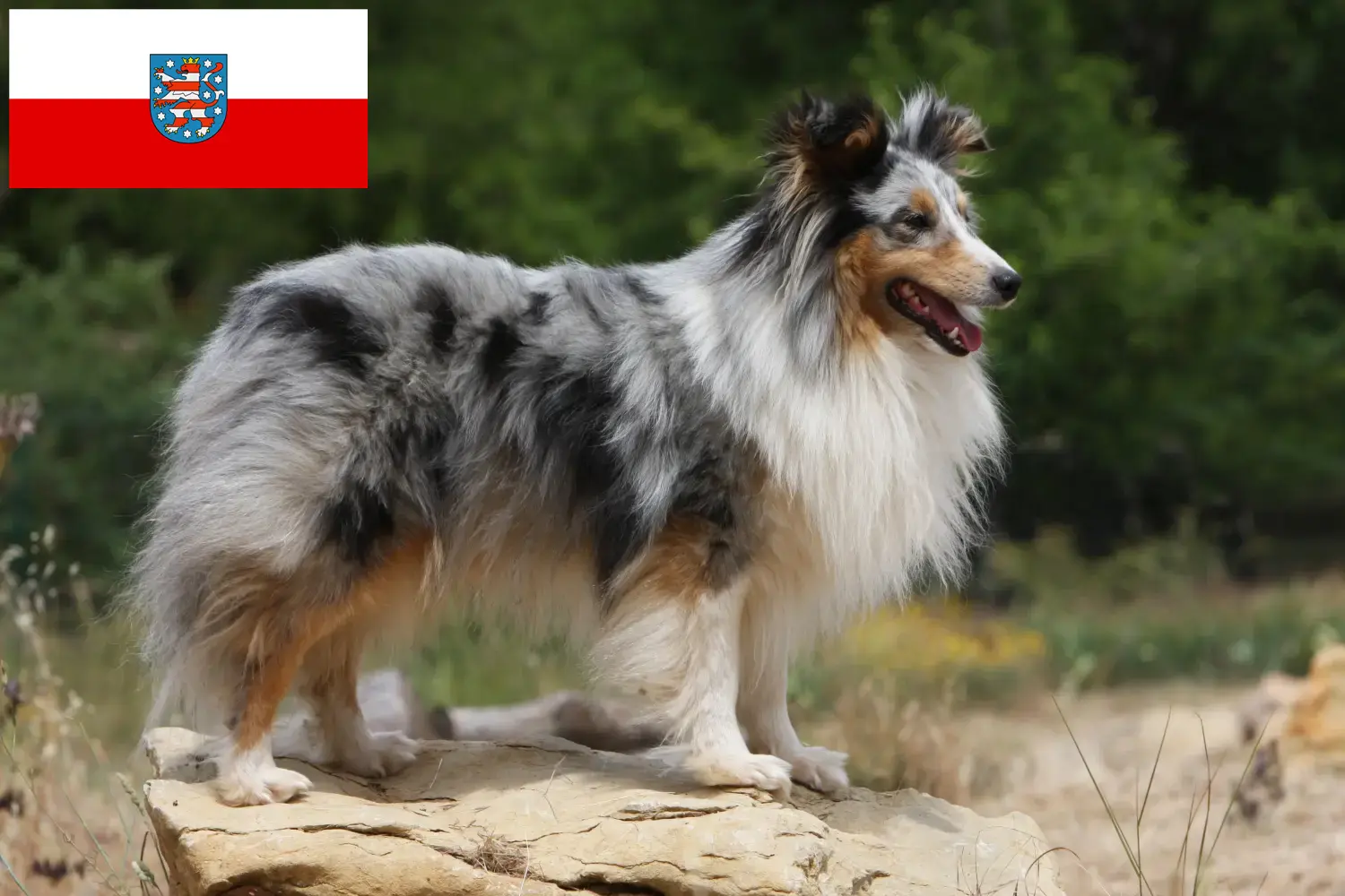 Read more about the article Criadores de Sheltie e cachorros em Thuringia