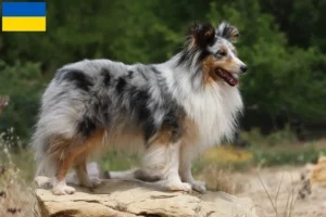 Read more about the article Criadores de Sheltie e cachorros na Ucrânia
