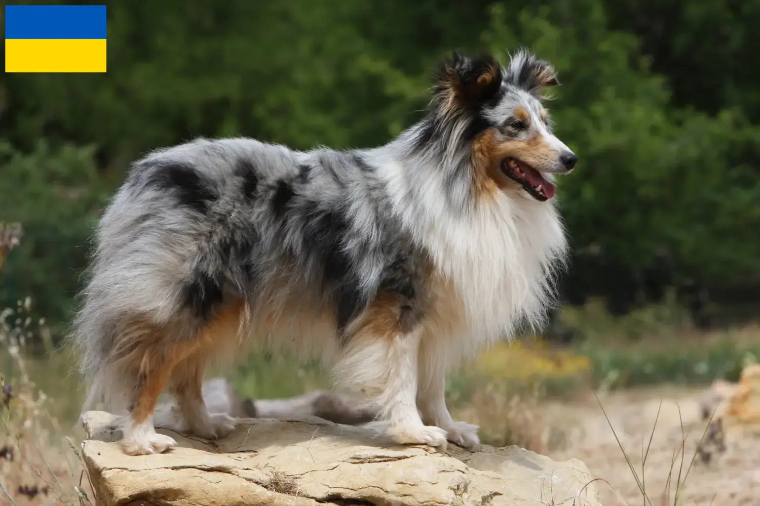 Read more about the article Criadores de Sheltie e cachorros na Ucrânia