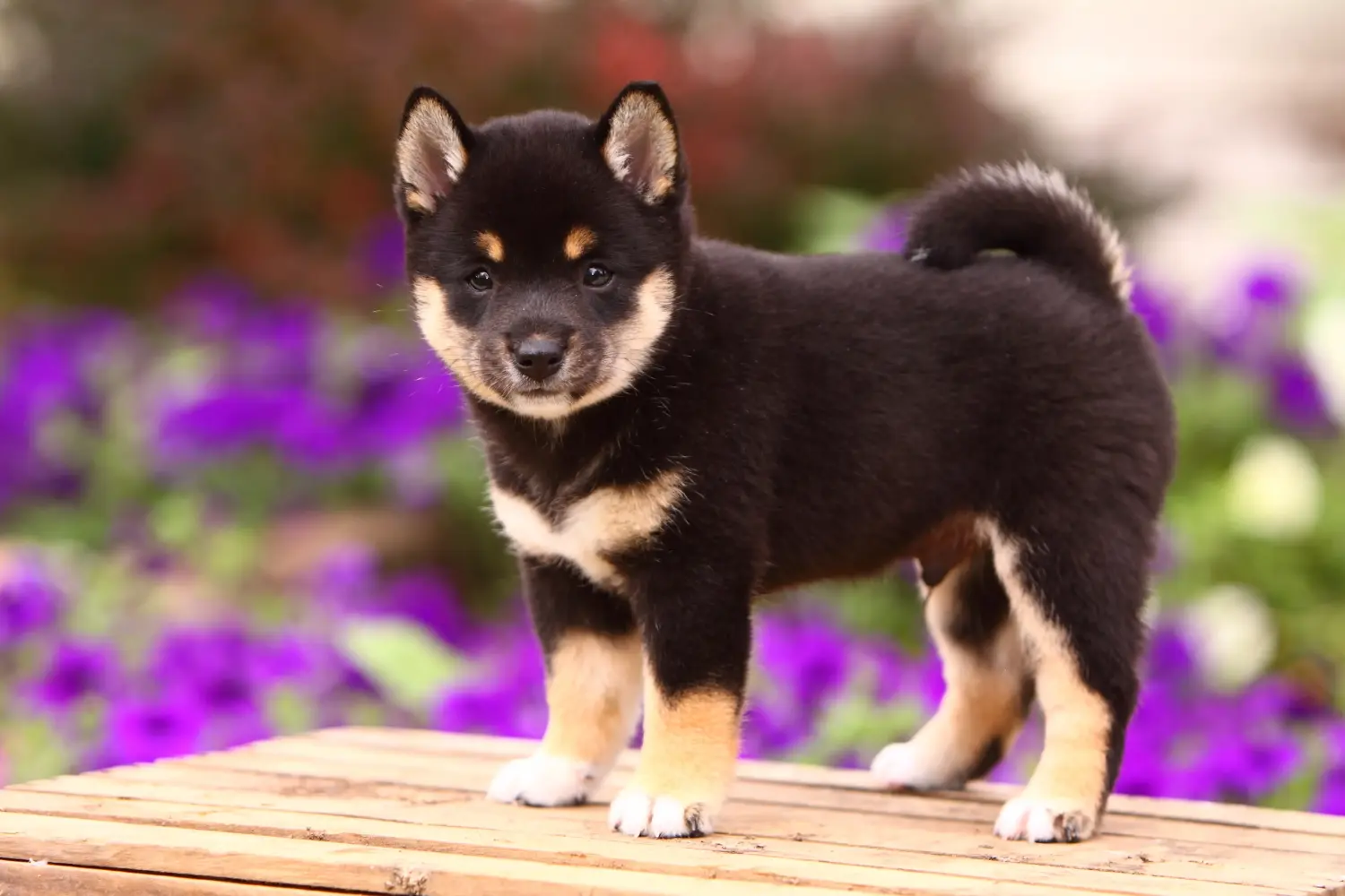 Comprar um cachorro Shiba significa assumir a responsabilidade! Comprar cachorros Shiba.