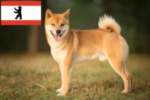Read more about the article Criadores de Shiba e cachorros em Berlim