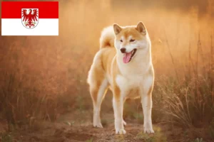 Read more about the article Criadores de Shiba e cachorros em Brandenburg