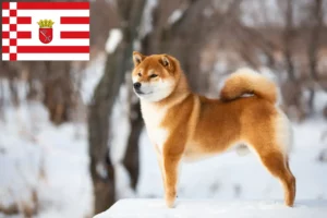 Read more about the article Criadores de Shiba e cachorros em Bremen