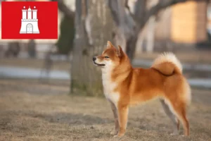 Read more about the article Criadores de Shiba e cachorros em Hamburgo