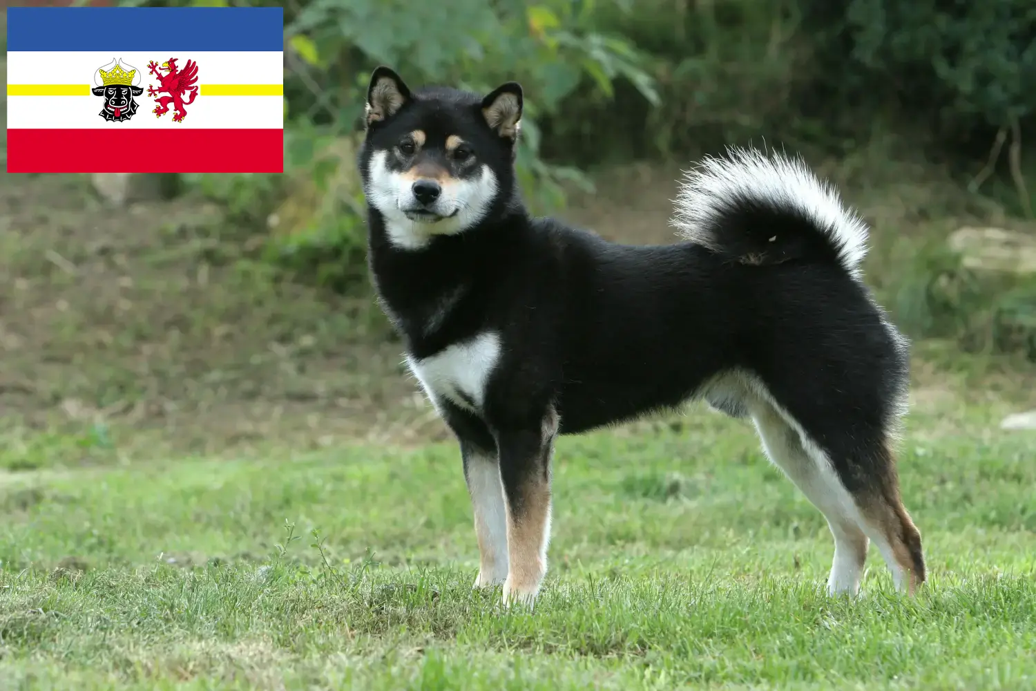 Read more about the article Criadores de Shiba e cachorros em Mecklenburg-Vorpommern