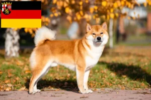 Read more about the article Criadores de Shiba e cachorros em Renânia-Palatinado