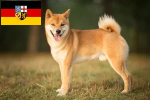 Read more about the article Criadores de Shiba e cachorros em Saarland