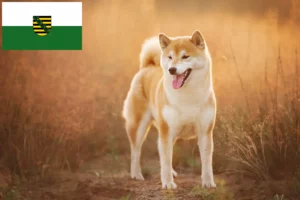 Read more about the article Criadores de Shiba e cachorros em Saxónia
