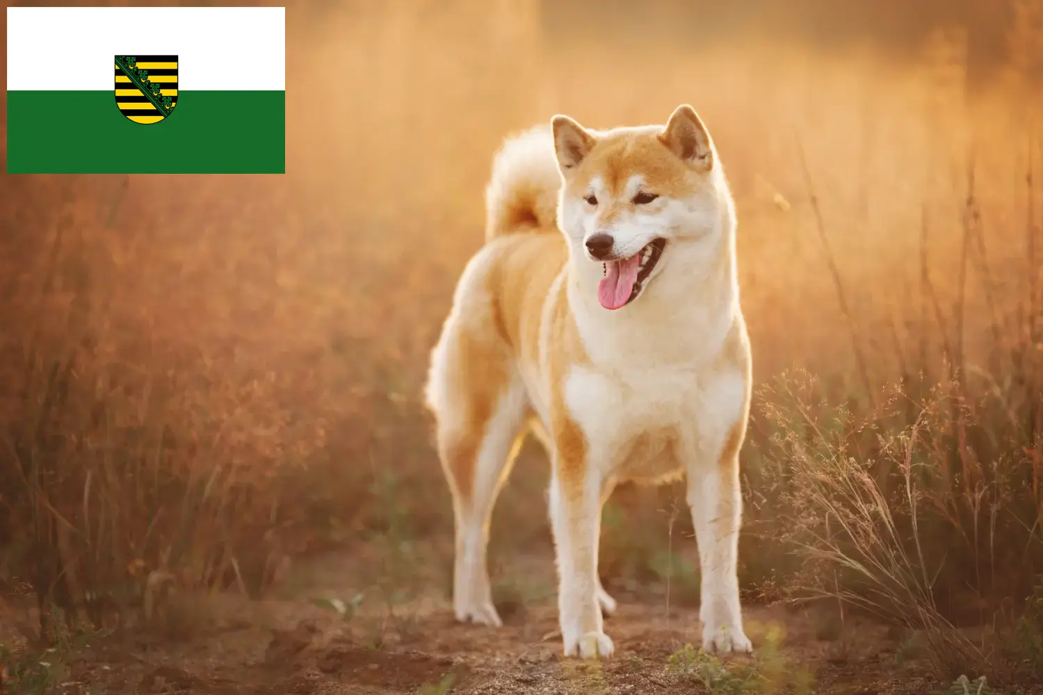Read more about the article Criadores de Shiba e cachorros em Saxónia